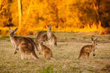 Kudde kangoeroes in de schemering