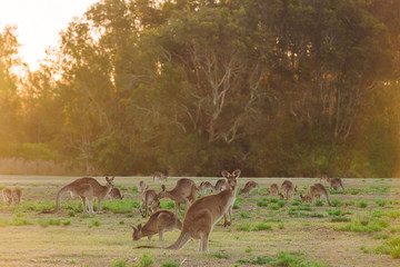 Herd of kangaroos at twilight