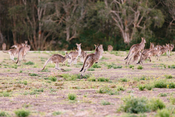 Herd of kangaroos run away
