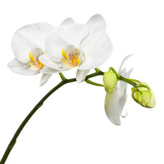 Three day old white orchid isolated on white background. - obrazy, fototapety, plakaty