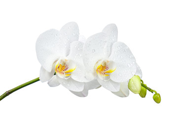 Fototapeta na wymiar Five day old orchid with water droplets isolated on white.