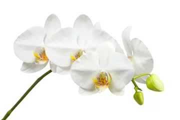 Fototapeten Zehn Tage alte weiße Orchidee auf weißem Hintergrund. © GLandStudio