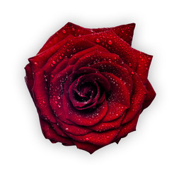 Red wet rose isolated on white background.