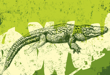 Alligator texture background - 76400687