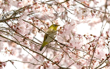 Naklejka premium 桜とメジロ