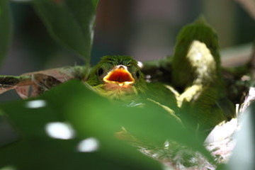 Zosterops japonicas chick