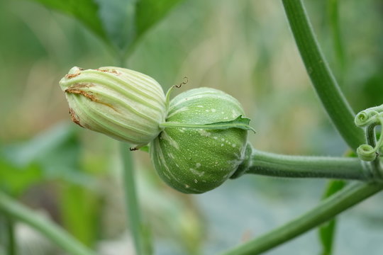 close up pumpkin's stem from flowers