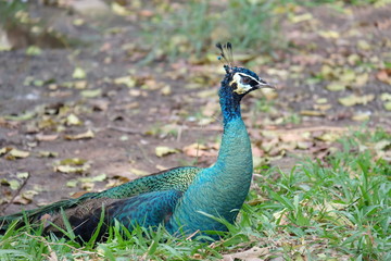 Obraz premium Peacock is sitting on the ground