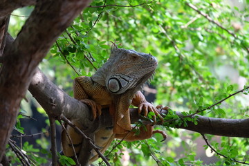 brown Iguana on tree