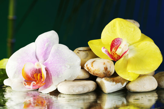 Orchid flowers with water drops and pebble stones