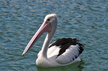 Great White Pelican on the lake