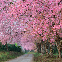 pink sakura blossoms on road in thailand