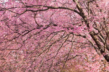 Branch with pink sakura blossoms