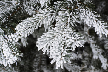 Pine needles covered with frost