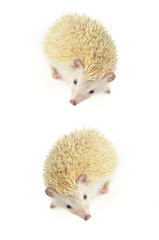 african pygmy hedgehog
