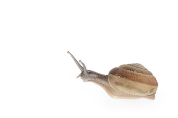 snail