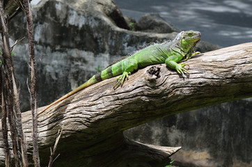 green iguana