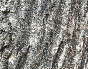 Bark of Elm. Seamless Tileable Texture , background