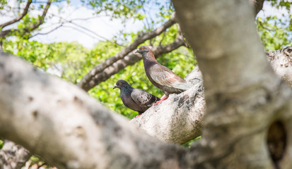 Pigeon perched on the tree branch , bird