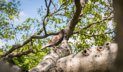 Fototapeta na wymiar Pigeon perched on the tree branch , bird