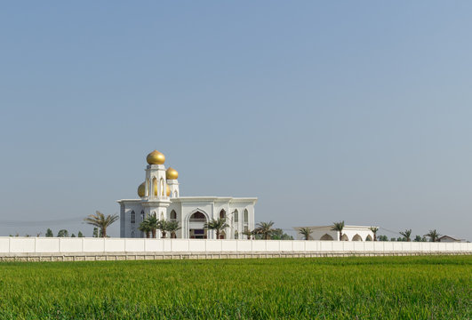 white Mosque with the rice field background