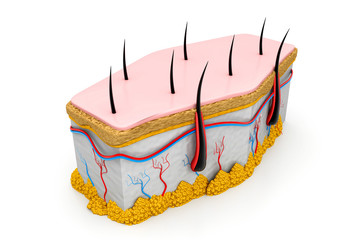 Human skin and hair structure