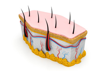 Human skin and hair structure