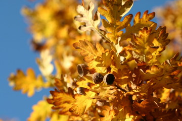 Eichel Herbststimmung Herbst Blätter