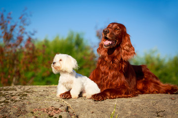 setter and maltese dogs