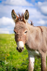 Obraz na płótnie Canvas Grey donkey