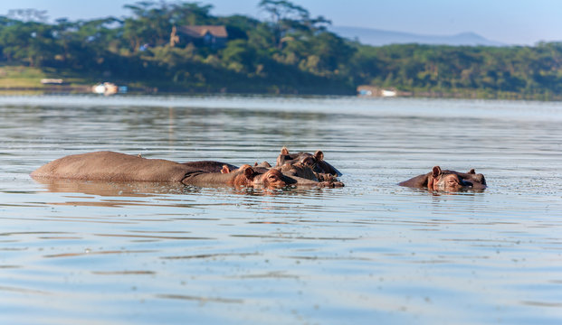 Group of hippopotamus in water