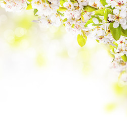 Obraz na płótnie Canvas Spring blossoms on white background