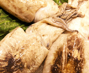 Mediterranean squids