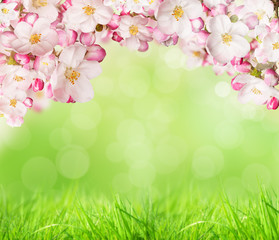 Obraz na płótnie Canvas Spring blossoms