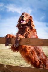 Red irish setter dog