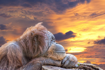 orangutan monkey close up portrait - obrazy, fototapety, plakaty