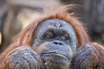 Acrylic prints Monkey orangutan monkey close up portrait