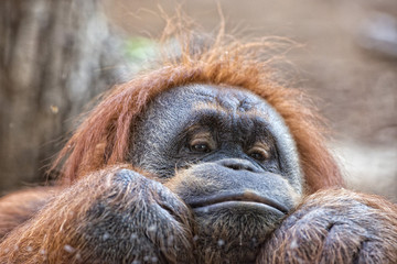 orang-oetan aap close-up portret