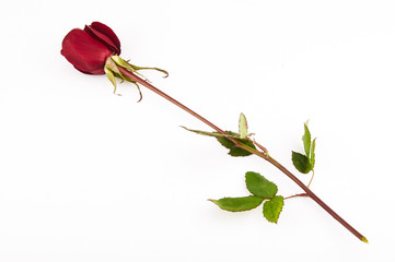 sevgililer g&uuml;n&uuml;, kırmızı g&uuml;l