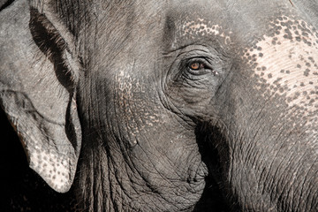 Elephant portrait.