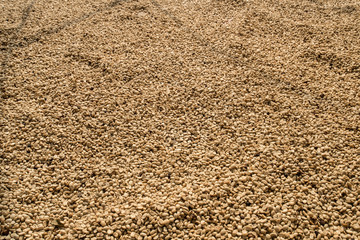 Raw coffee beans