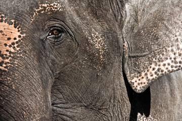 Elephant Close Up