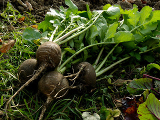 fresh harvested black radishes