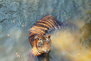 тигр принимает ванну