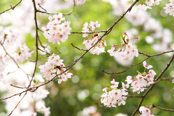 桜
