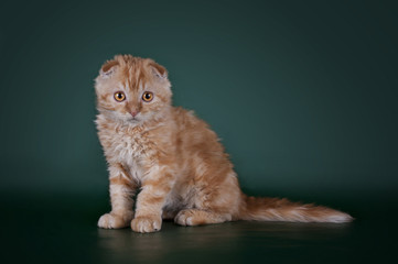 young kitten on a colored background isolated