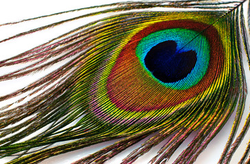 Obraz premium peacock plume close-up