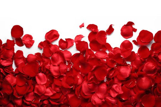 File:Red Rose Petals (4386388455).jpg - Wikimedia Commons