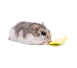 Hamster eats in front of a white background