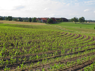 Obraz premium Maisfeld